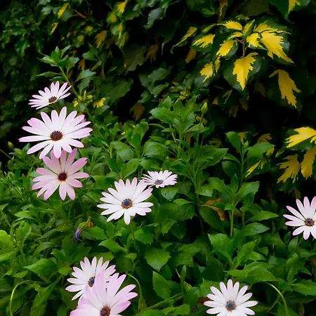 아파트 Michelle 두브로브니크