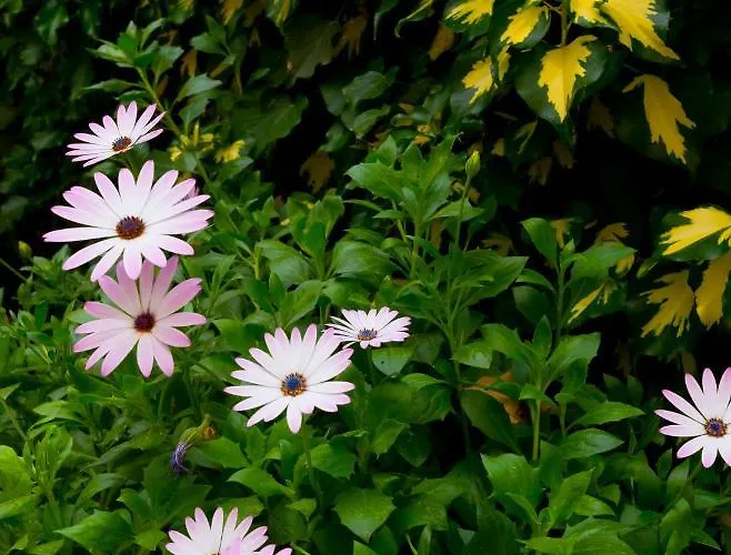 Apartament Michelle Dubrownik